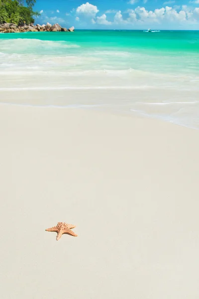 Sea star at tropical beach Anse Georgette at island Praslin, Sey — Stock Photo, Image