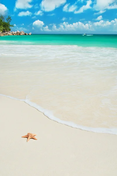 海星在地处热带的海滩昂斯乔其纱在塞岛，普拉兰 — 图库照片