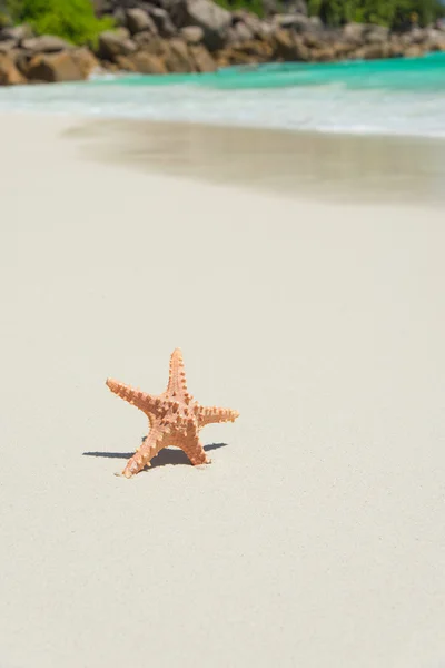Gwiazda morza na tropikalnej plaży anse żorżeta na wyspie praslin, sey — Zdjęcie stockowe