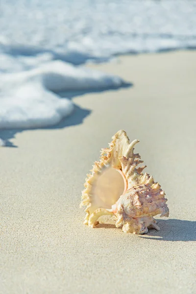 Witte zeeschelp op zand strand — Stockfoto