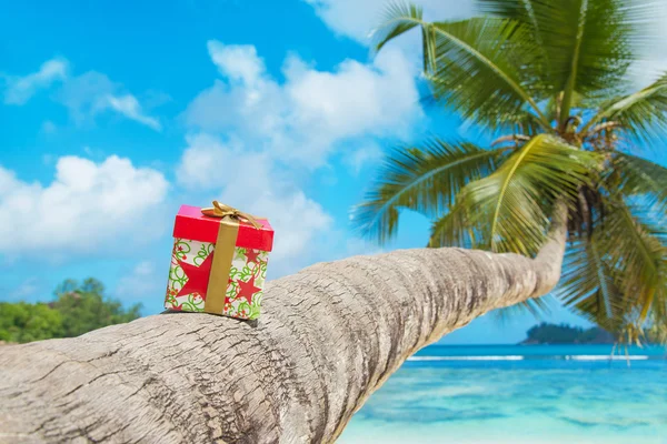 Doos van de gift op coconut palmboom — Stockfoto