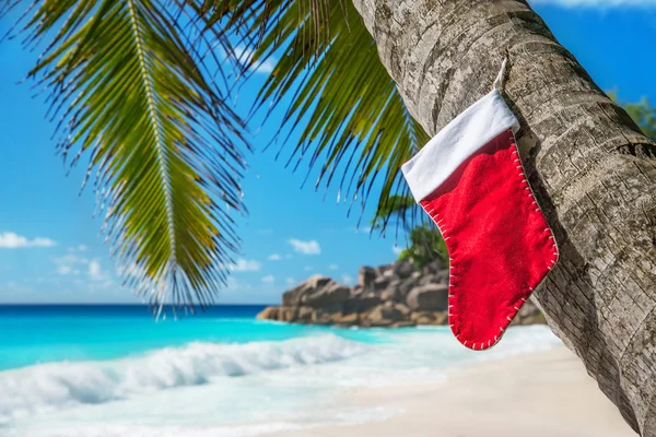 Christmas sock on palm tree — Stock Photo, Image