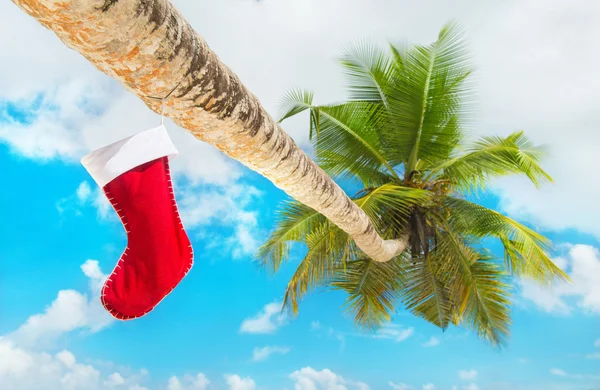 Christmas sock on palm tree — Stock Photo, Image