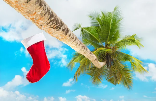 Kerst sokken verder op de palmboom — Stockfoto