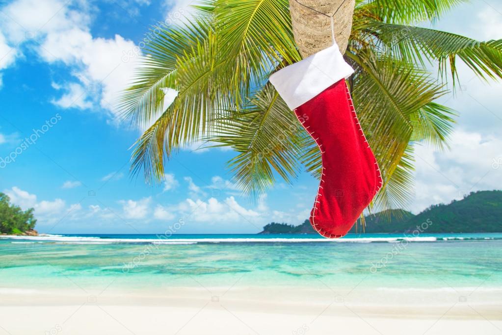 Christmas sock on palm tree