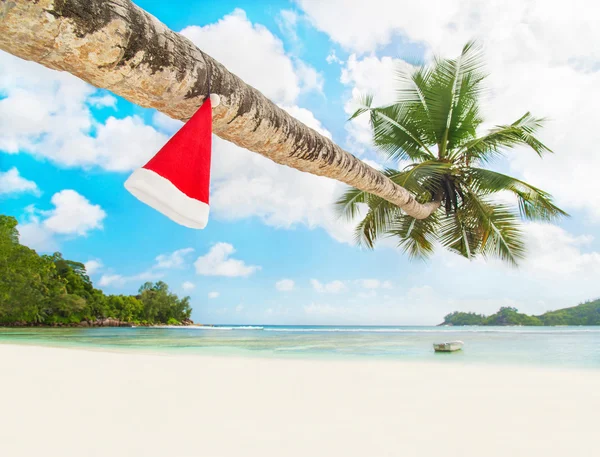 Sombrero rojo de Santa en palmera —  Fotos de Stock