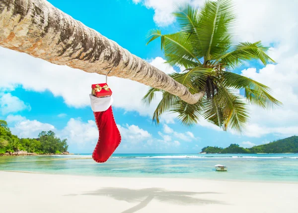 Christmas sock with gifts on palm tree — Stock Photo, Image