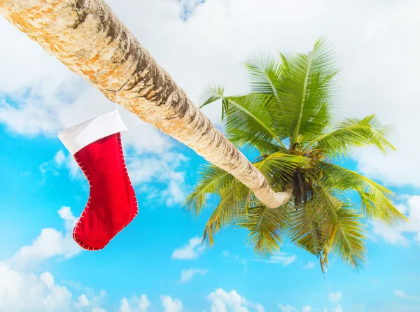 在棕榈树上的圣诞袜 — 图库照片