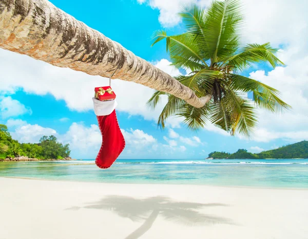 Palmiye ağacı üzerinde hediyeler ile Noel çorap — Stok fotoğraf
