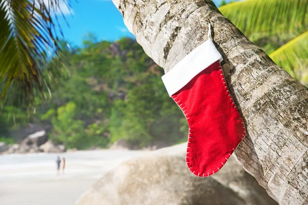 Christmas sock on palm tree at exotic tropical beach — Stock Photo, Image