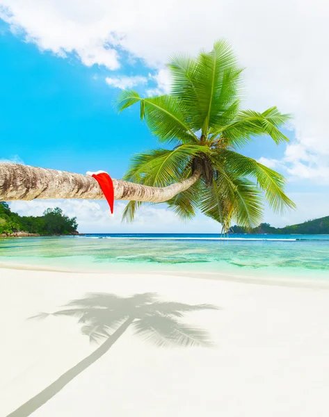 Weihnachtsmütze auf Palme am Strand des tropischen Ozeans — Stockfoto