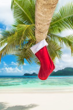 palmiye ağacı üzerinde Noel çorap