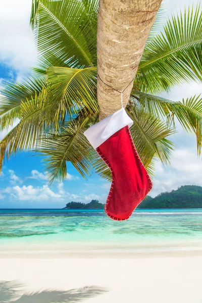 Christmas sock on palm tree — Stock Photo, Image