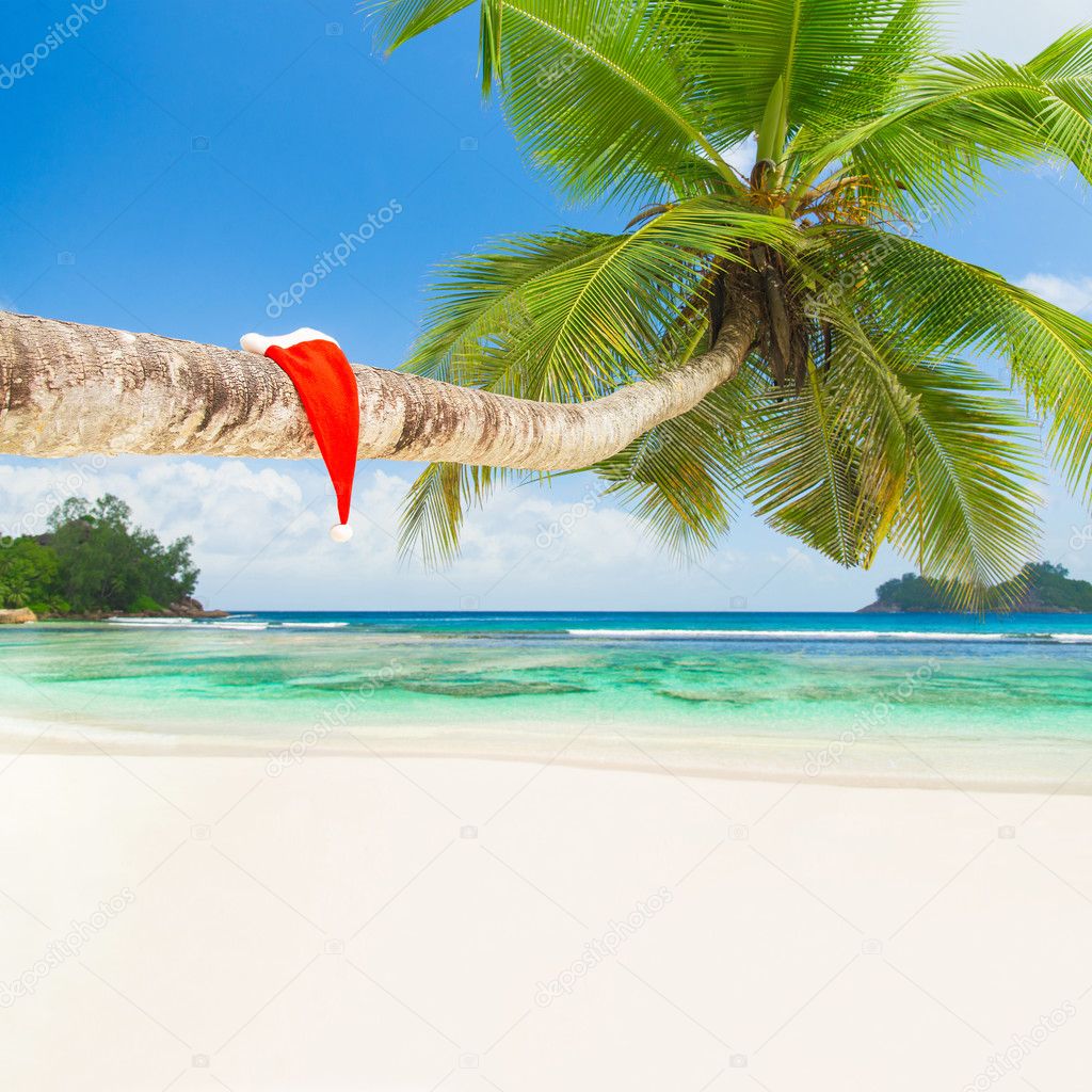 Santa hat on palm tree