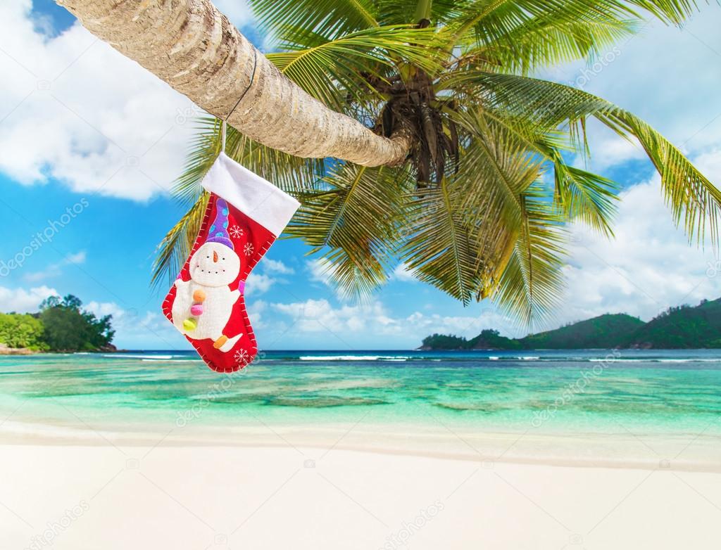 Christmas sock on palm tree