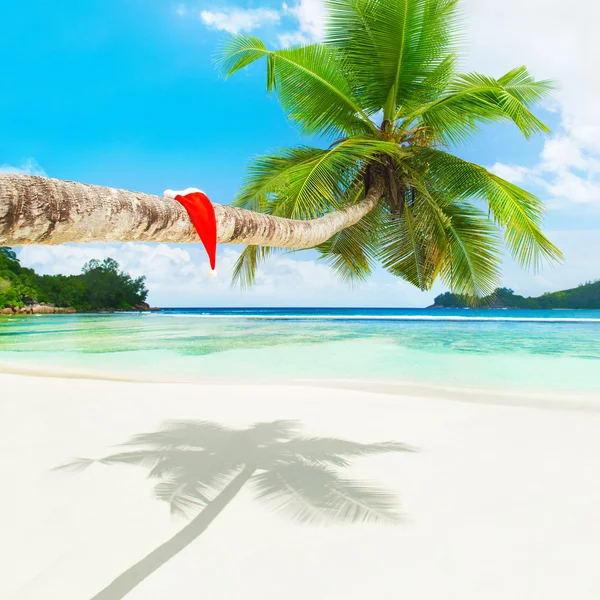 Santa hat on palm tree — Stock Photo, Image