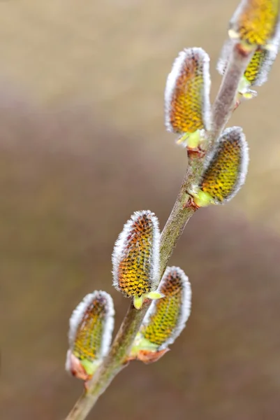 春猫柳尾状花序 ロイヤリティフリーのストック画像