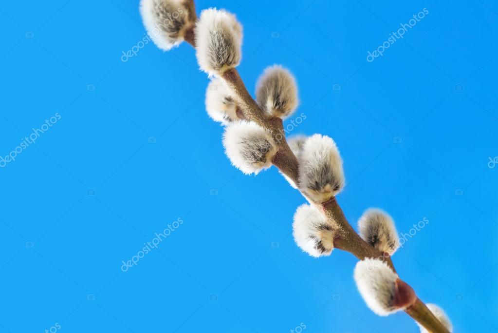 Zwarte Pussy Willow Tree