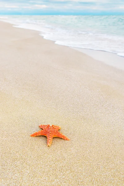 Sea-star på sandstrand — Stockfoto