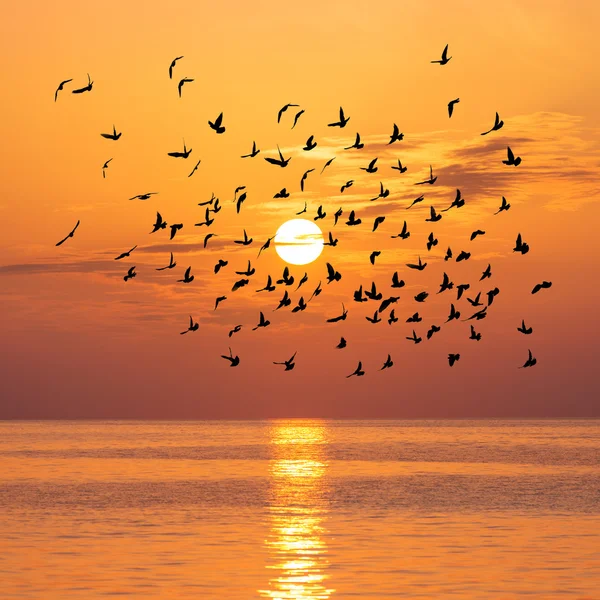 Hermoso atardecer con aves rebaño — Foto de Stock