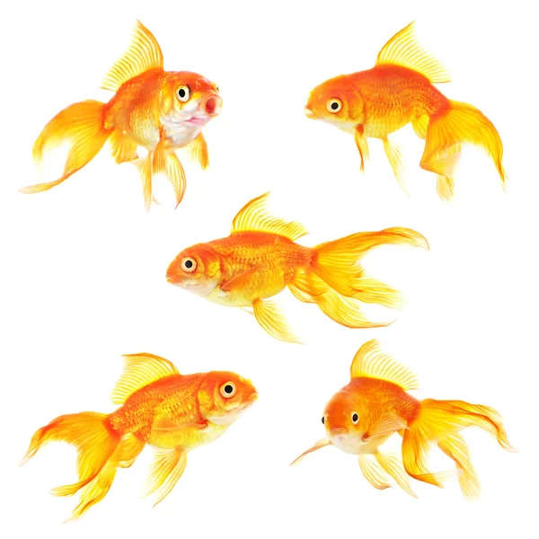 Set of golden aquarium fish Stock Photo