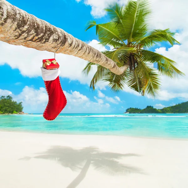 Chaussette de Noël sur palmier — Photo