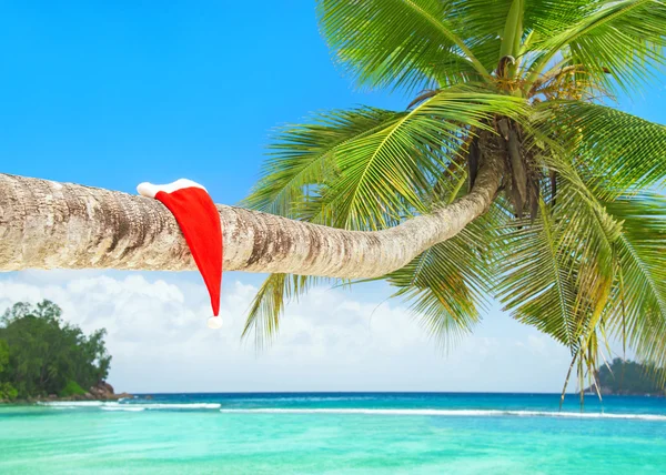 Santa kapelusz na palmy — Zdjęcie stockowe