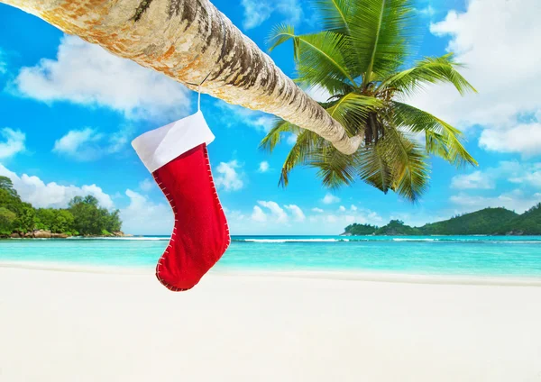 Christmas sock on palm tree — Stock Photo, Image