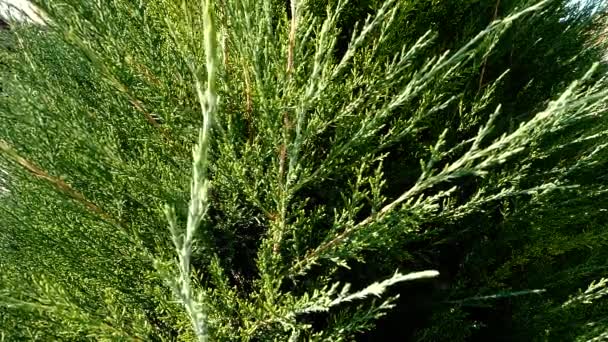 Nuovi Rami Thuja Verde Thuja Cespuglio Primo Piano — Video Stock