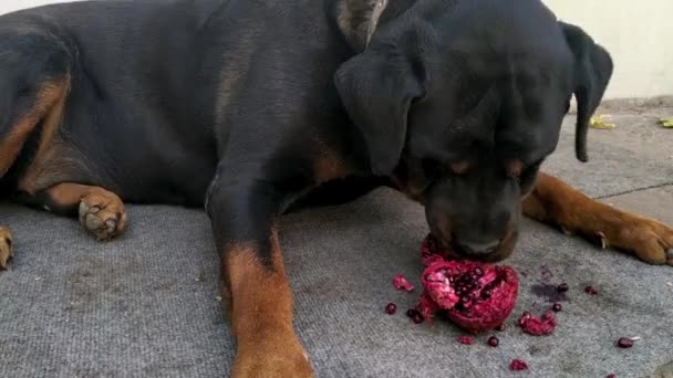 Cão Mente Come Bagas Romã — Vídeo de Stock