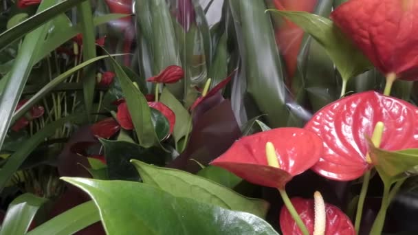 Flower Shop Close Tropical Plants — Stock Video