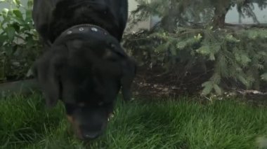 Rottweiler köpeği ot yiyor. Çimlere gitti, onu kopardı ve geri çekildi..