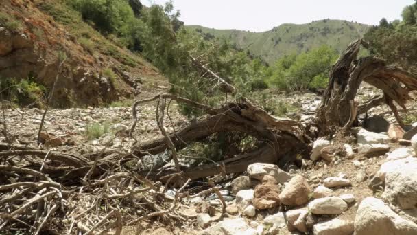 Montaña Río Poco Profundo Orilla Tronco Viejo Árbol Seco Rompe — Vídeo de stock