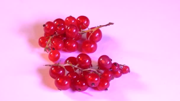 Uno Sfondo Bianco Due Mazzi Ribes Rosso Fresco Video Rotanti — Video Stock