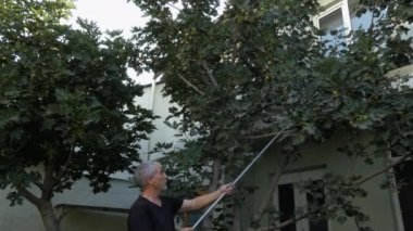 Bir adam bahçesindeki bir ağaçtan meyve toplamak için ev yapımı bir alet kullanır..