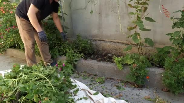 Een man haalt planten uit de grond in zijn tuin. — Stockvideo