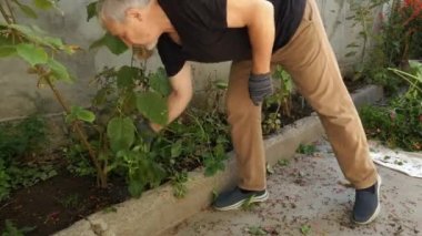 Bir adam küçük bir arazi üzerinde bahçıvanlık yapıyor.