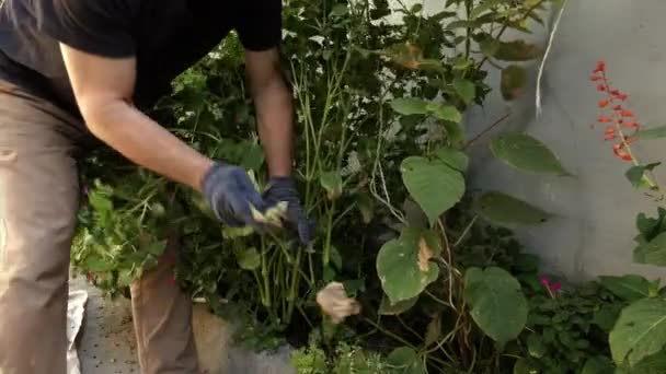 Літній чоловік витягує кущі рослин . — стокове відео