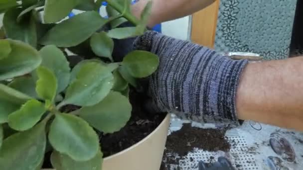 Handschoenhanden voegen een handvol grond toe aan de pot van de plant. — Stockvideo