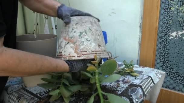 Mâinile unui om transplantează o plantă dintr-o oală veche într-o oală nouă . — Videoclip de stoc