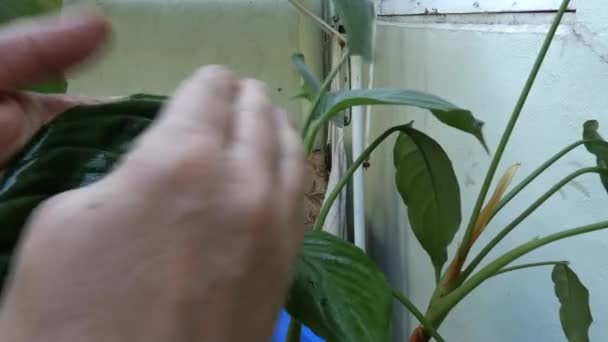 Руки моют листья растения. — стоковое видео