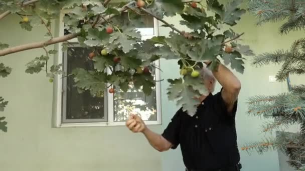 Um avô está colhendo frutas de uma árvore de frutas. — Vídeo de Stock