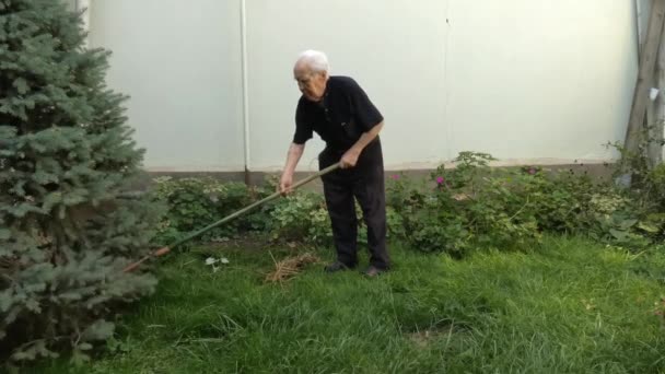 En mycket gammal man plockar upp torrt gräs från sin gräsmatta med en kratta — Stockvideo