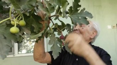 Yaşlı bir adam ağaç dalından meyve topluyor..