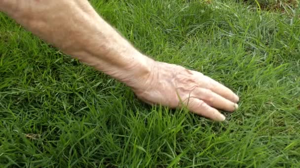 Um velho homem mão acaricia a grama verde. — Vídeo de Stock