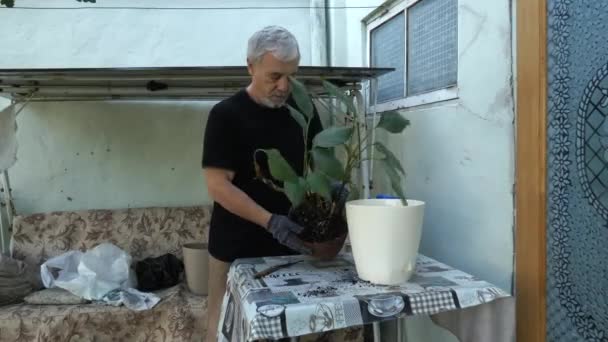 Ein älterer Mann verpflanzt eine Pflanze aus einem Blumentopf. — Stockvideo