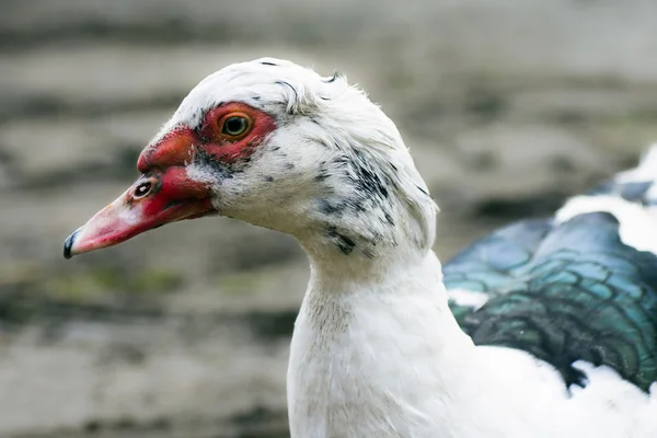 Portrait about duck — Stock Photo, Image