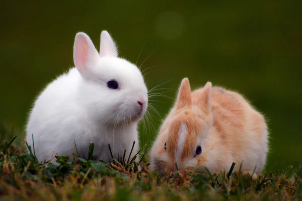 Два кролика в траве — стоковое фото