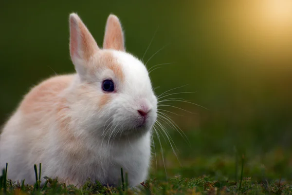 Bunny i gräs — Stockfoto