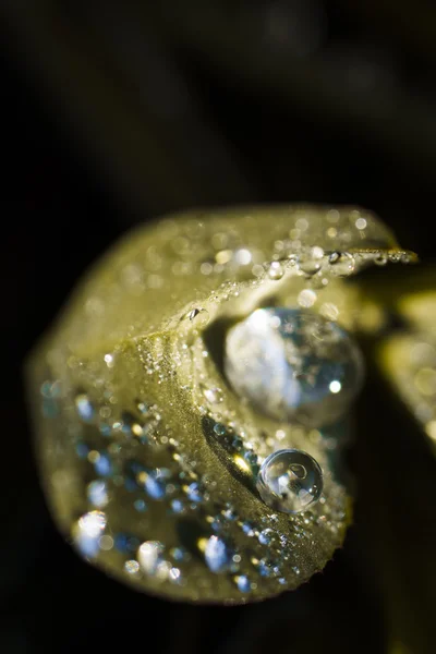 Gotas de agua en hoja amarilla — Foto de Stock